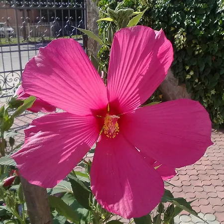 Kristaly Apartman Hévíz