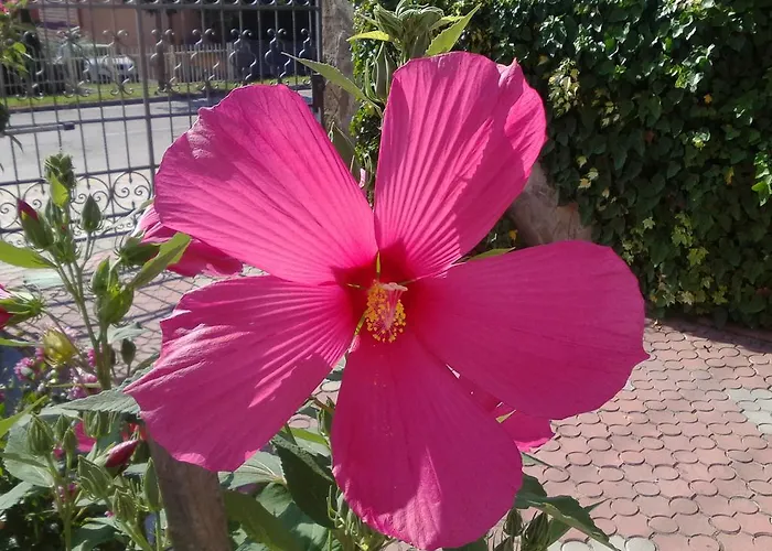 Kristaly Apartman Hévíz